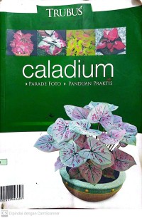 Caladium : Parade Foto, Panduan Praktis